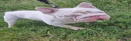French Bulldog dogs for stud: KC REGISTERED FULL PINK CARRYING FLUFFY - Advert 1