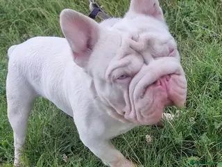 French Bulldog dogs KC REGISTERED FULL PINK CARRYING FLUFFY - Advert 1