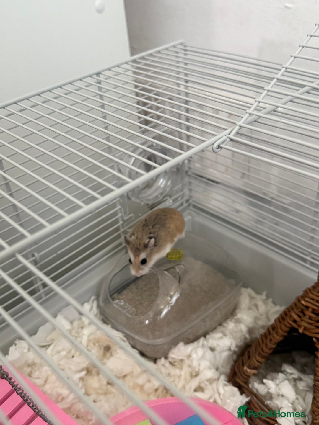 Hamster rodents for sale: female dwarf hamster  - Image 2