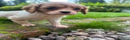 Cavalier King Charles Spaniel dogs for sale: Cavalier King Charles Puppies - Advert 4