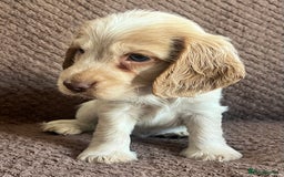 Cocker Spaniel dogs for sale: KC REG SHOW TYPE COCKER SPANIELS  - Image 9