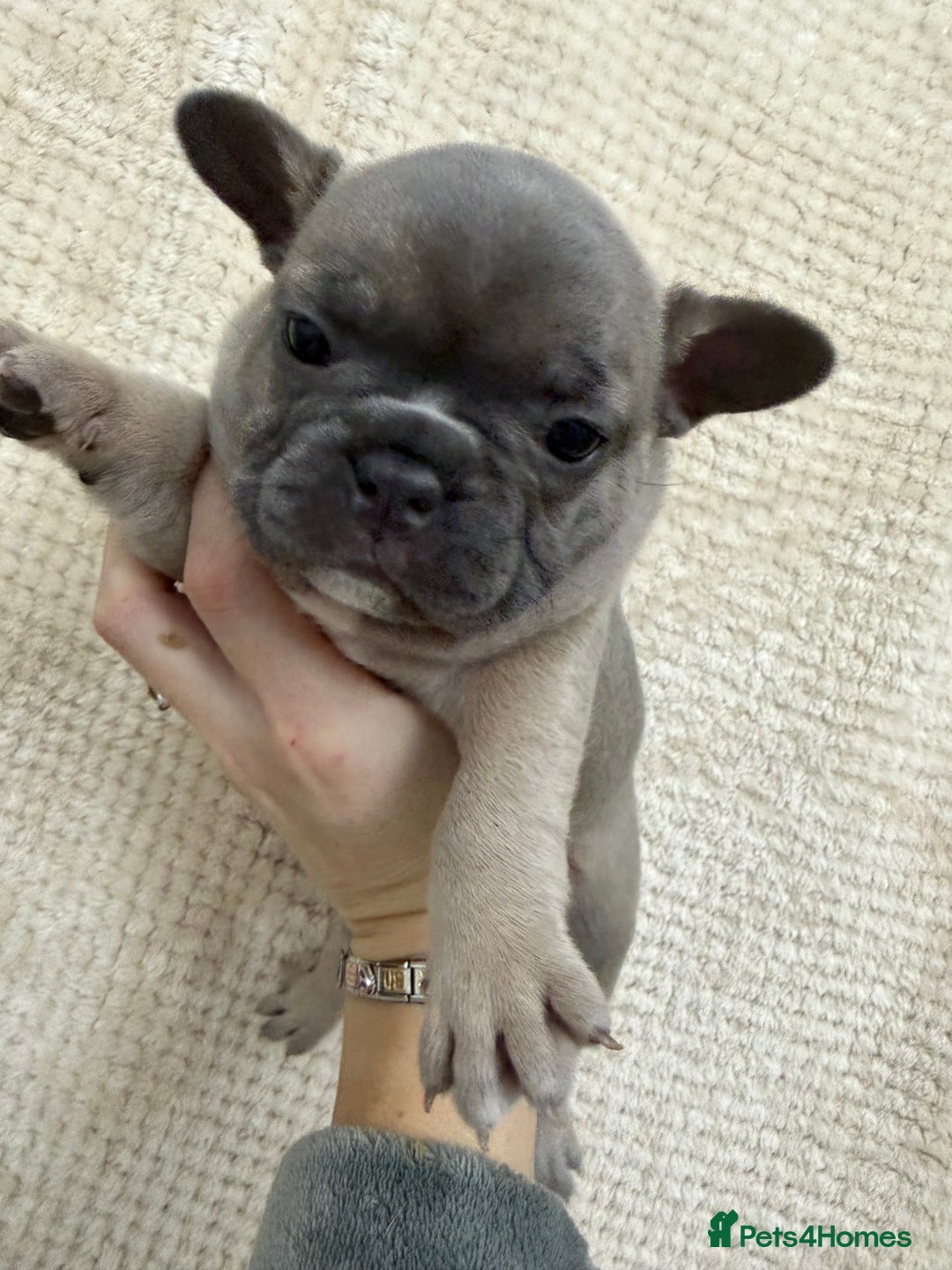 French Bulldog dogs for sale: French bulldog puppys - Advert 4