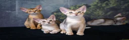 Abyssinian cats for sale: Silver Abyssinian Boy-READY NOW-Champion Line - Advert 27