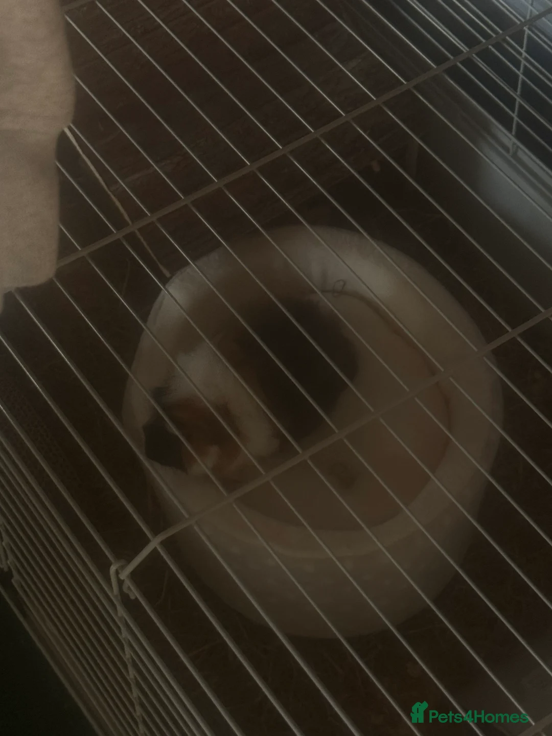 Guinea Pig rodents for sale: 2 Female Guinea pigs (price is for both, + cage)  in Bury Saint Edmunds - Advert 6