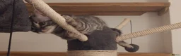 Bengal cats for sale: Stunning Silver Charcoal Bengal boy - Advert 4