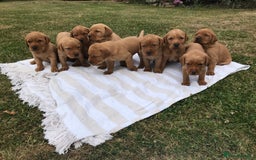 Labrador Retriever dogs for sale: FOX RED LABRADOR PUPPIES FOR SALE - Image 10