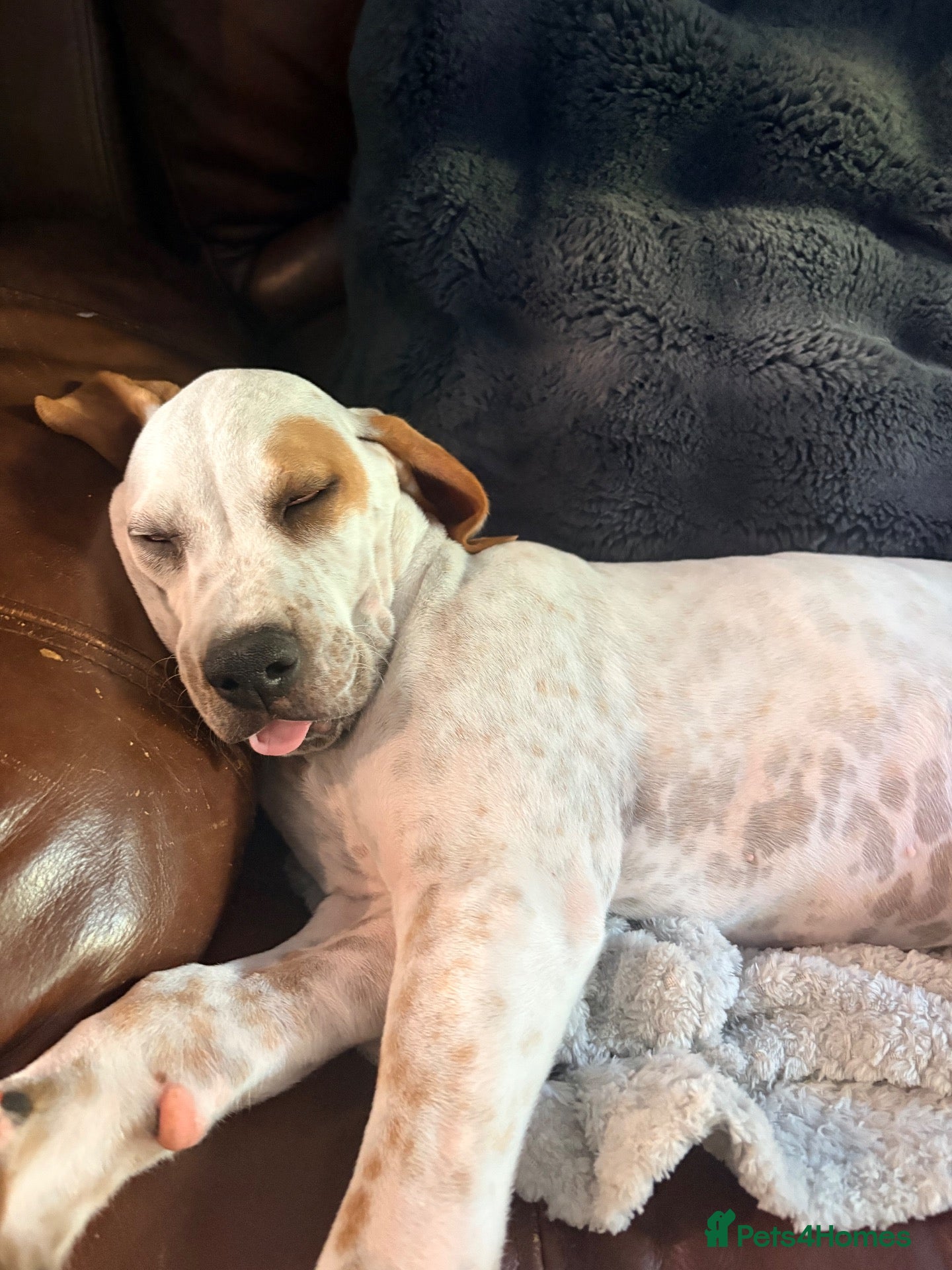 Pointer dogs Lovely boy looking for his forever home  - Advert 6