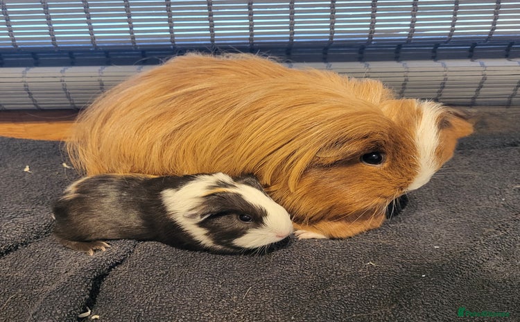 Guinea Pig rodents - Advert 3
