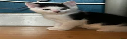 Mixed Breed cats for sale: Gorgeous long haired kittens for sale - Advert 1