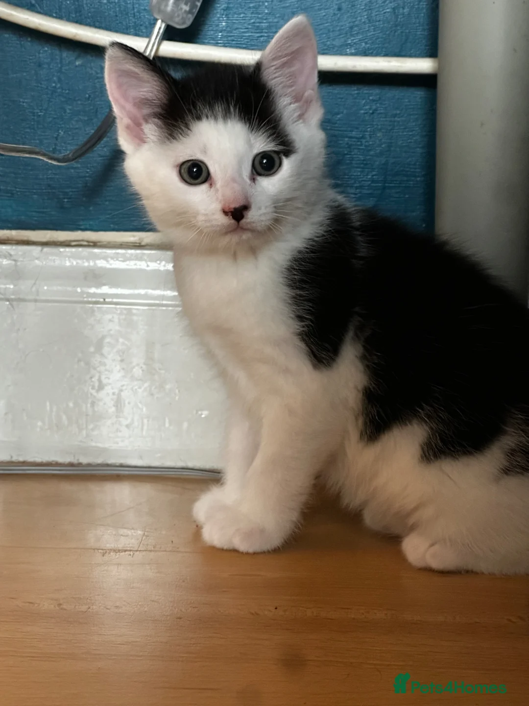 Mixed Breed cats for sale: Gorgeous long haired kittens for sale - Advert 1