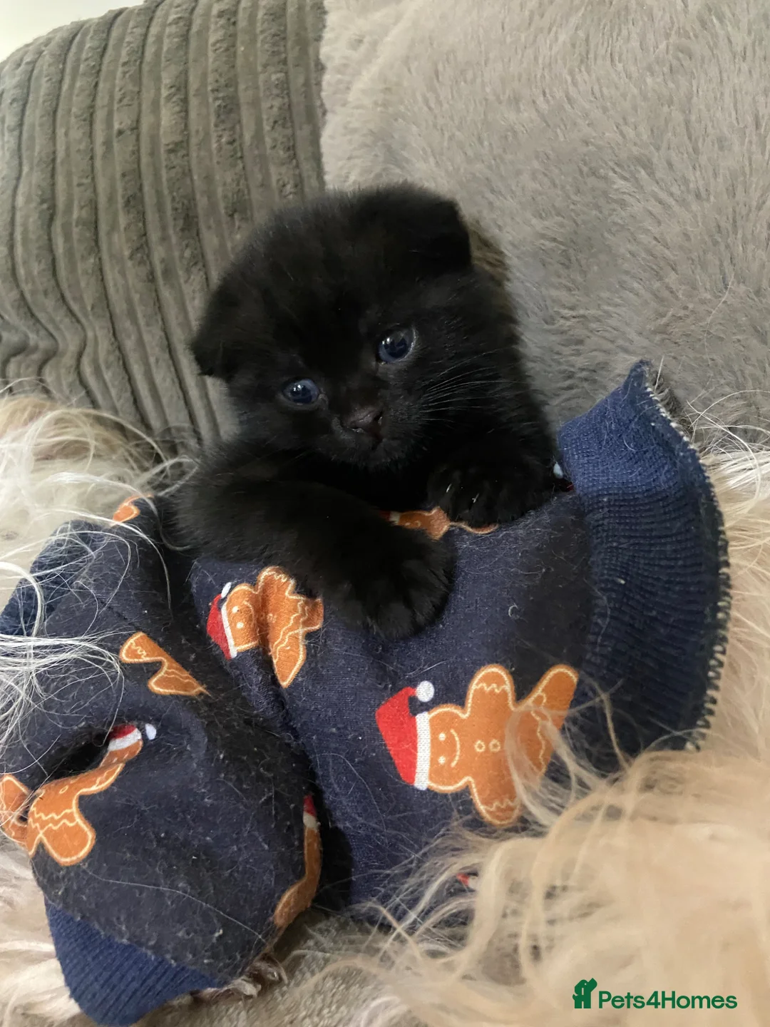 Scottish Fold cats for sale: Scottish Fold kittens for sale  - Advert 2