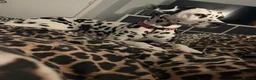 Dalmatian dogs for sale: Female Dalmatian  - Advert 2