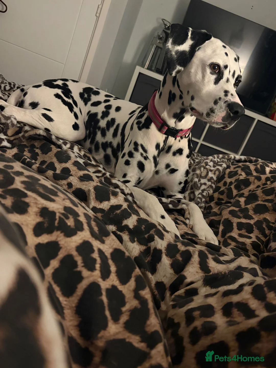 Dalmatian dogs for sale: Female Dalmatian  - Advert 2