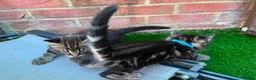 Bengal cats for sale: Bengal X Maine Coon Kittens - Advert 22