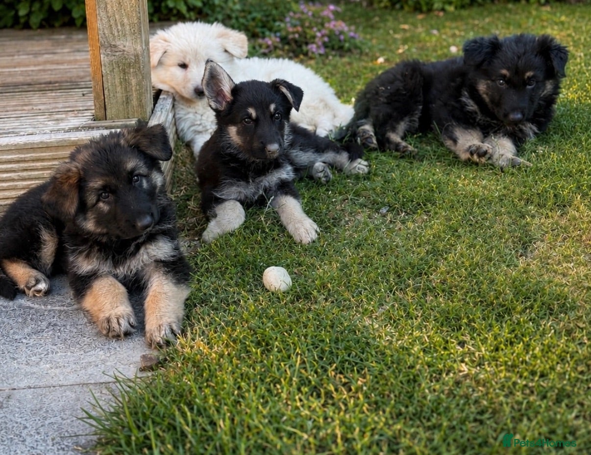 German Shepherd dogs German Shepard puppies  - Advert 5