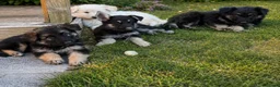 German Shepherd dogs for sale: German Shepard puppies  - Advert 1
