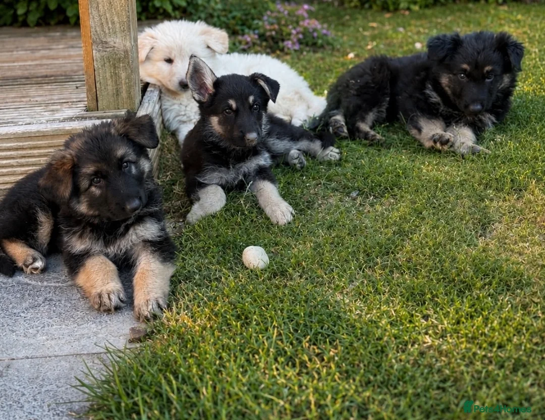 German Shepherd dogs for sale: German Shepard puppies  - Advert 1