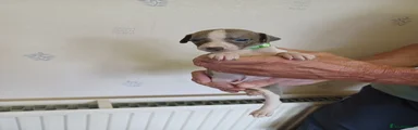 Whippet 1