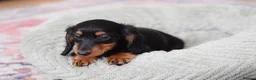 Miniature Dachshund dogs for sale: Miniature Dachshunds longhaired  - Advert 3