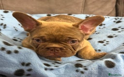 French Bulldog dogs for sale: Adorable Isabella carrying pink frenchie pups - Image 7