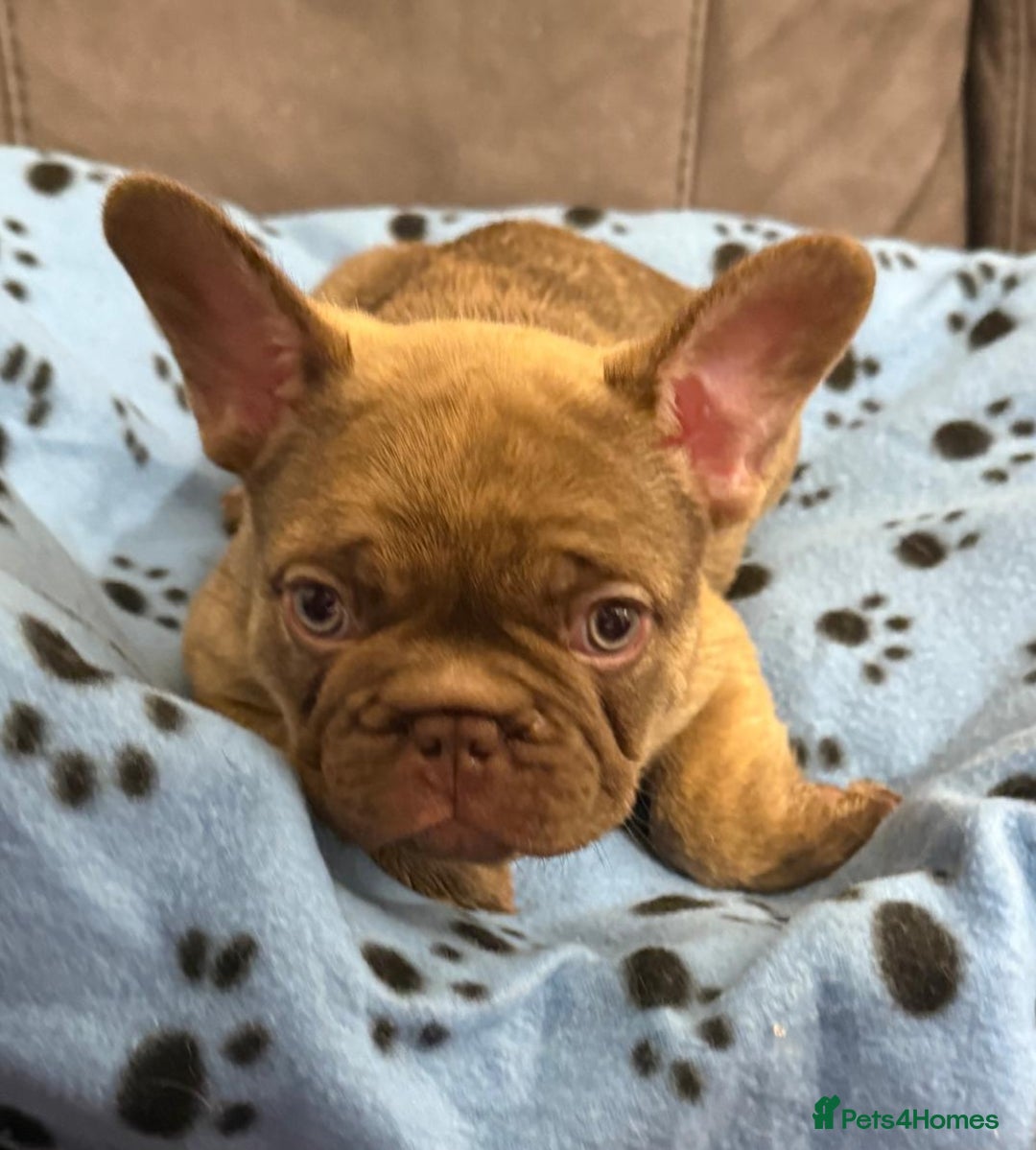 French Bulldog dogs for sale: Adorable Isabella carrying pink frenchie pups - Image 7