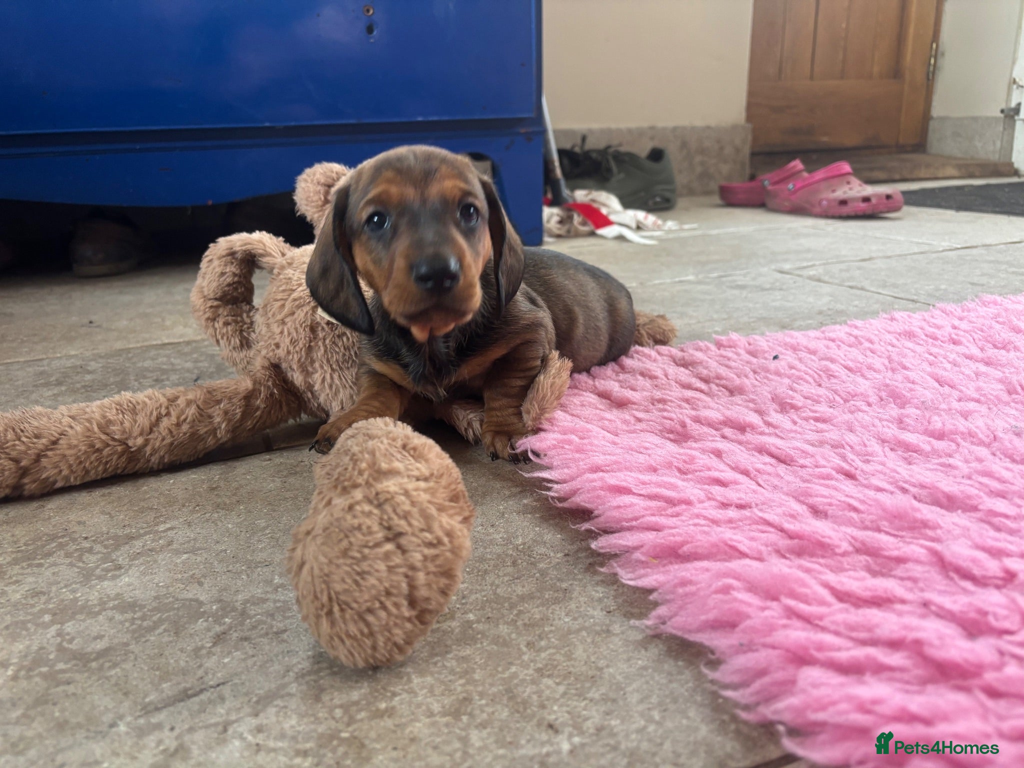 Dachshund dogs Stunning KC Registered Standard Dachshunds  - Advert 12
