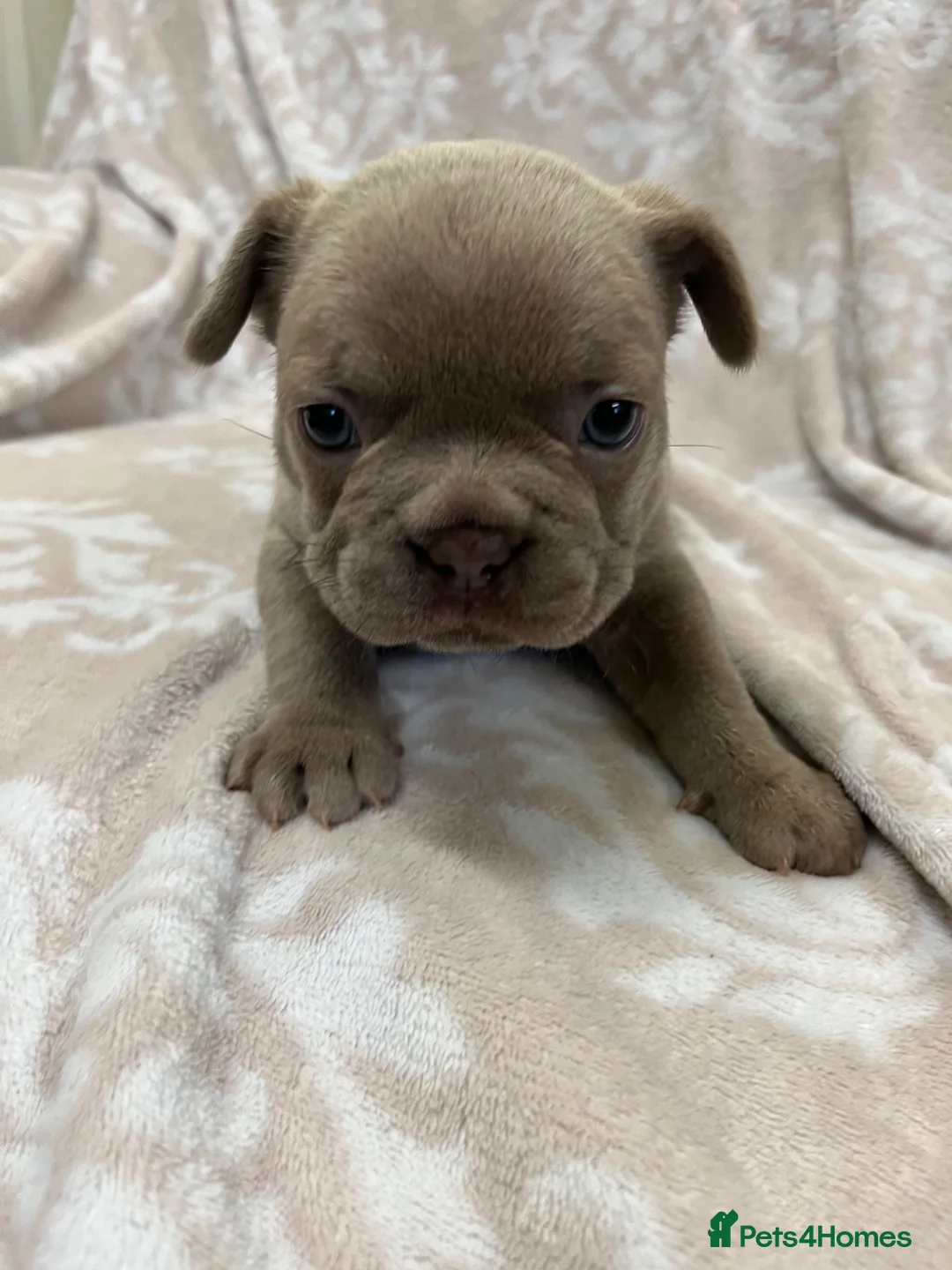 French Bulldog dogs for sale: Lovely french puppy (Ruby)  - Advert 7