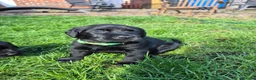 Labrador Retriever dogs for sale: Litter of 6 in Burton-on-Trent - Advert 10