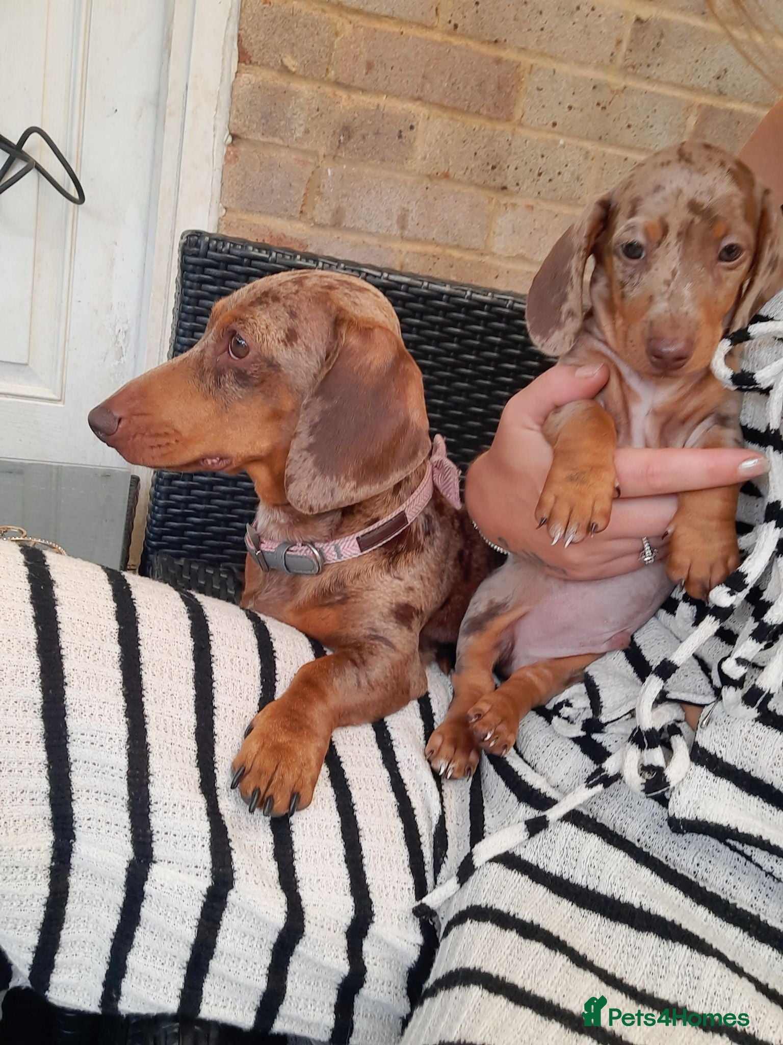 Miniature Dachshund dogs Beautiful litter of miniature dachshunds.8weeksold - Advert 6
