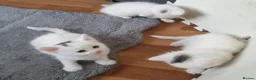 Turkish Angora cats for sale: Turkish angora 3 kittens for sale - Advert 6