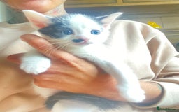Domestic Shorthair cats for sale: 3 cuddly girl kittens available  - Image 8