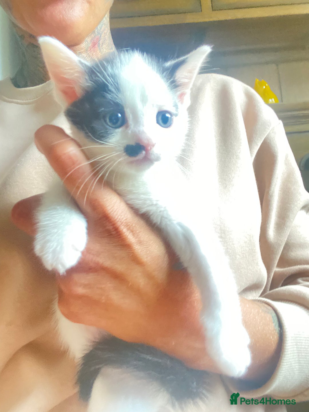 Domestic Shorthair cats for sale: 3 cuddly girl kittens available  - Image 8