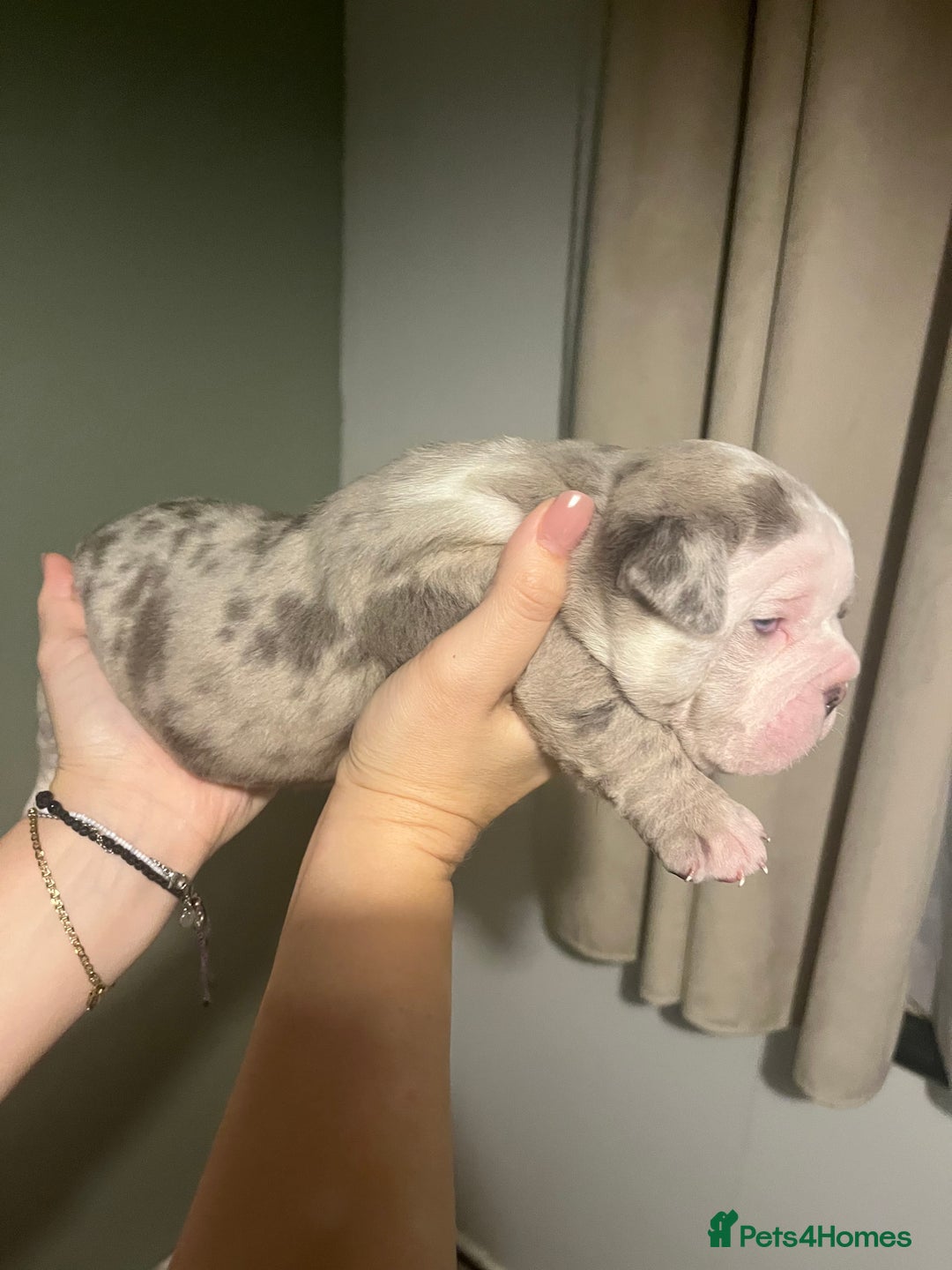 Olde English Bulldogge dogs for sale: Old English bulldog  - Advert 25