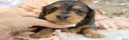 Miniature Dachshund dogs for sale: KC Longhair Miniature Dachshund Puppies - Advert 15