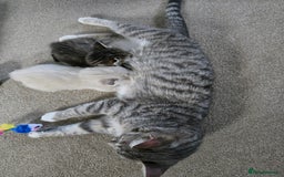 Mixed Breed cats for sale: Two beautiful kittens - Image 12