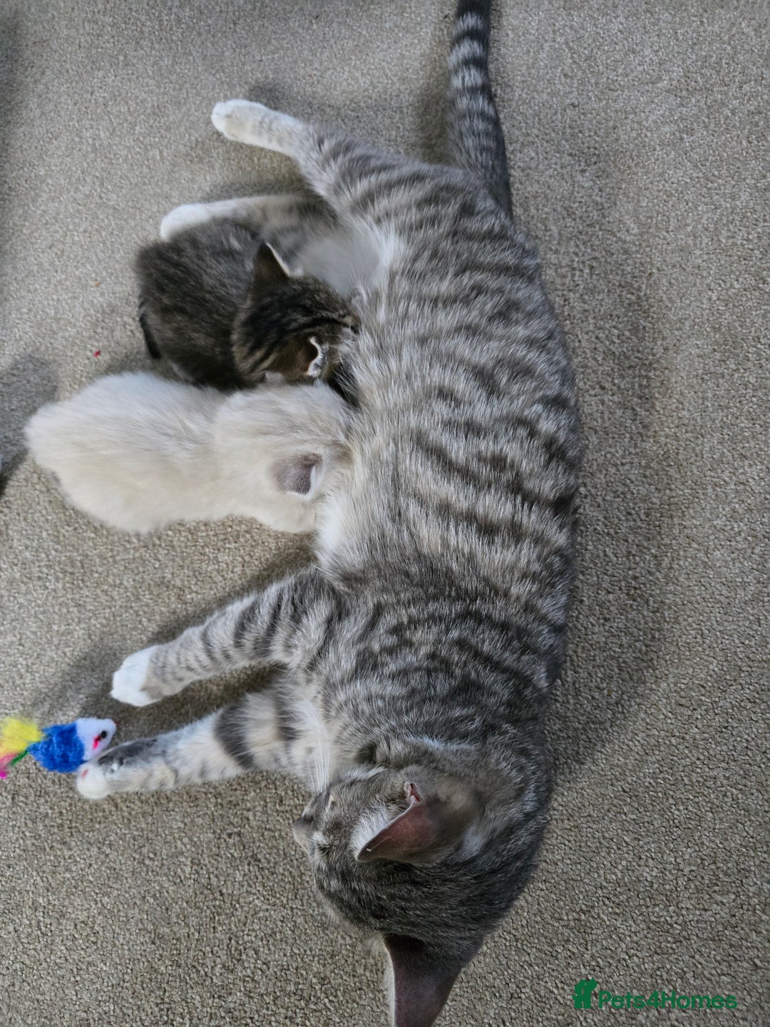 Mixed Breed cats for sale: Two beautiful kittens - Image 12