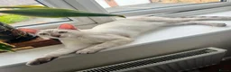 Bengal cats for sale: Snow lynx bengal kittens  - Advert 17