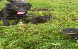 Mixed Breed dogs for sale: Puppies - Image 6