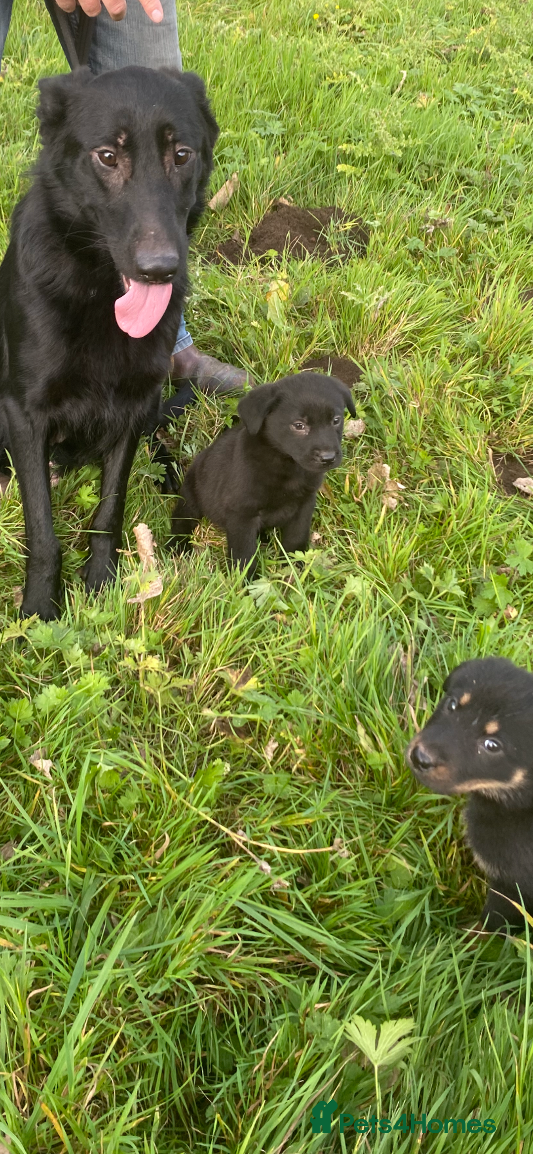 Mixed Breed dogs for sale: Puppies - Image 6