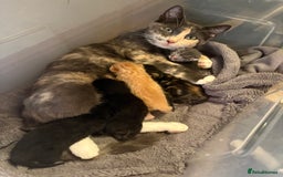 Mixed Breed cats for sale: Beautiful kittens ready soon ** - Image 8