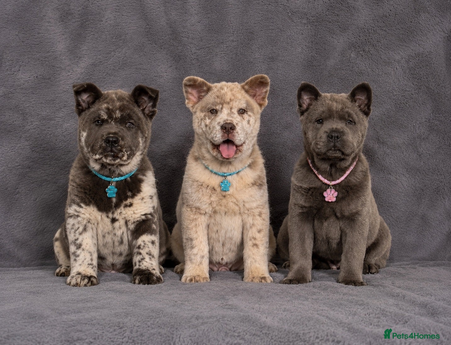 Chow Chow dogs Stunning Exotic colour chowski puppies for sale - Advert 1
