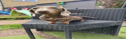 Miniature Dachshund dogs for sale: Miniature dachshund  - Advert 2
