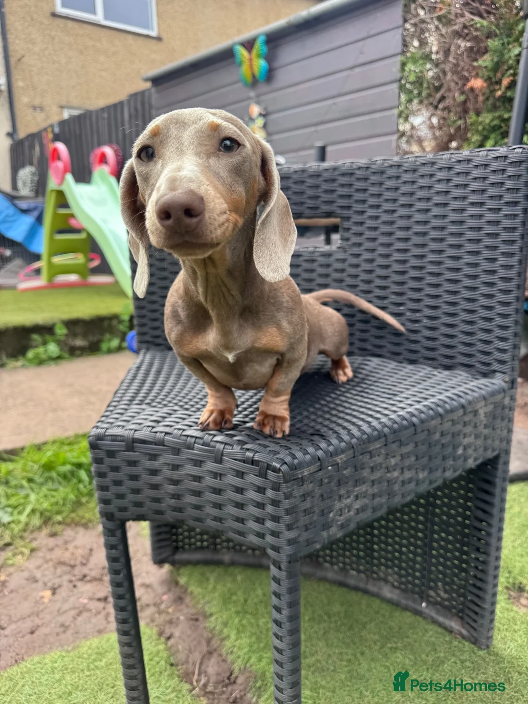 Miniature Dachshund dogs for sale: Miniature dachshund  - Advert 2