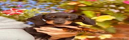 Miniature Dachshund dogs for sale: Stunning KC dachshund boy available - Advert 4