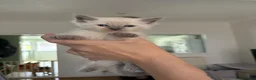 Ragdoll cats for sale: Bluepoint ragdolls for sale  in Liverpool - Advert 15