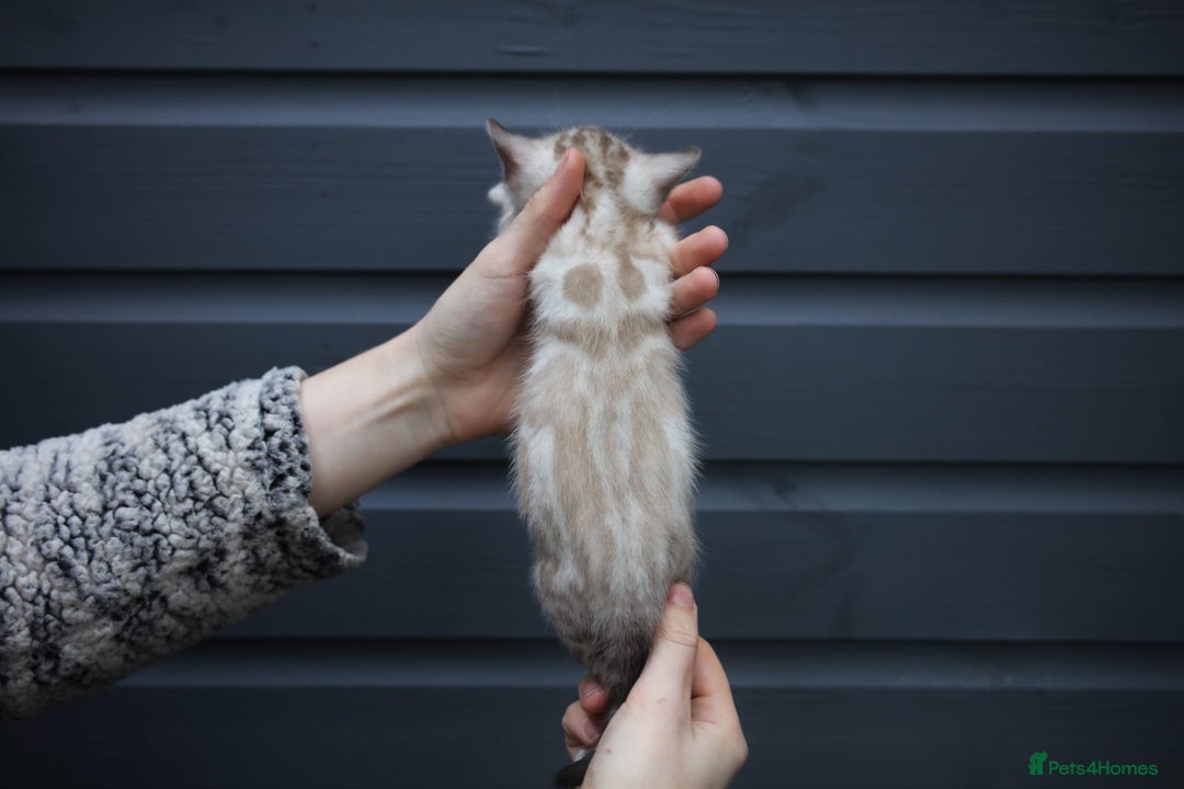 Bengal cats for sale: Snow, Silver & Brown Clouded Top Quality Bengals - Advert 11