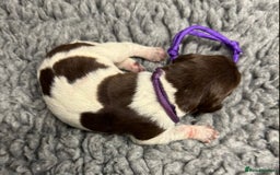 German Shorthaired Pointer dogs for sale: German Short Haired Pups - Serbian Blood Lines - Image 5
