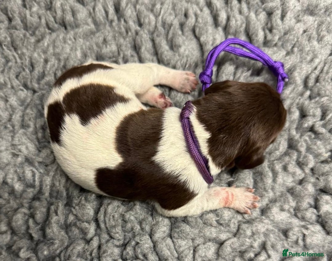 German Shorthaired Pointer dogs for sale: German Short Haired Pups - Serbian Blood Lines - Image 5