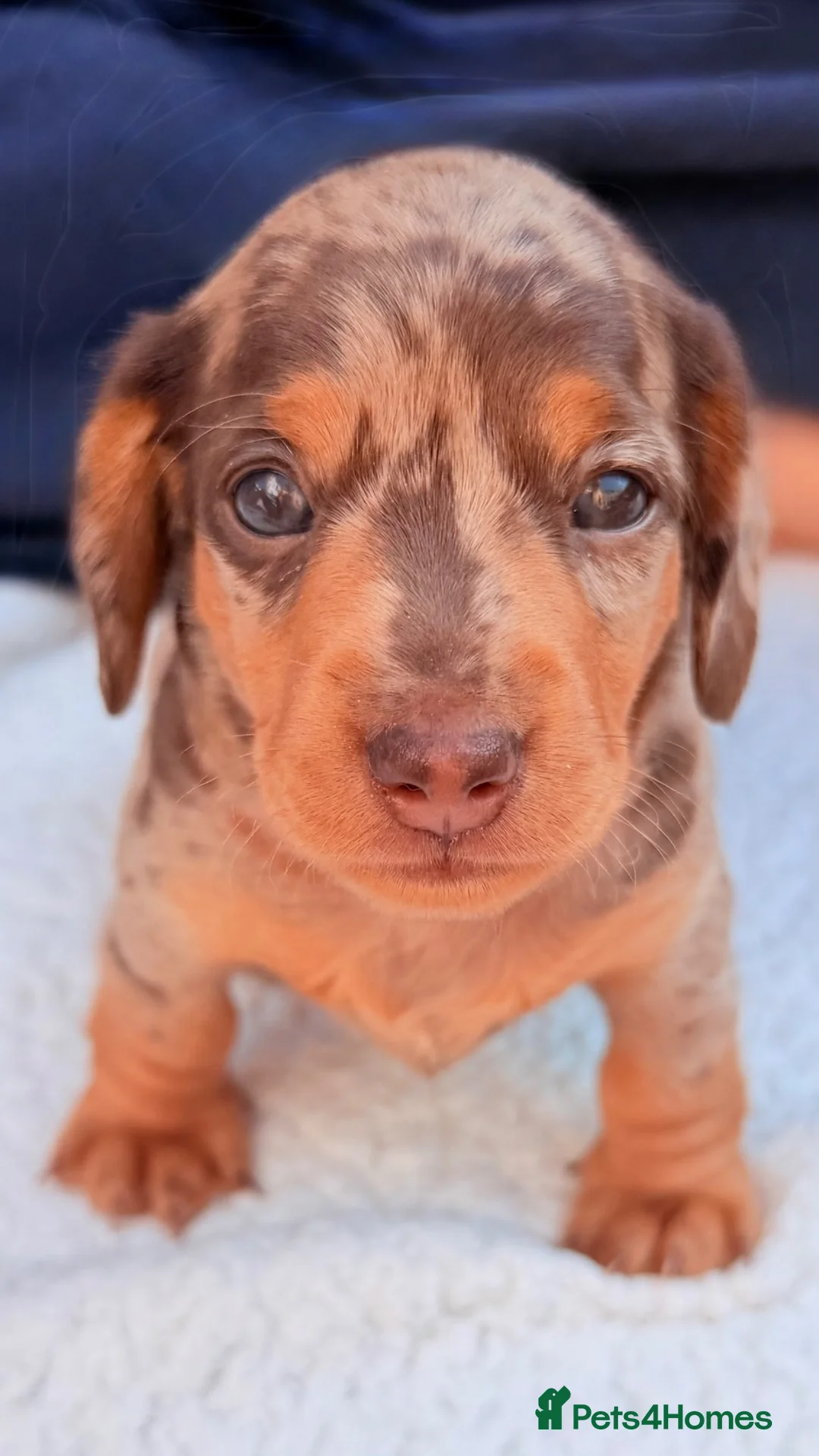Miniature Dachshund dogs for sale: Isabella dappled miniature dachshunds🤍 - Advert 18