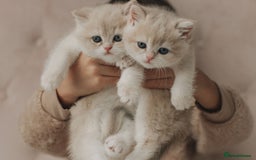 British Shorthair cats for sale: Cuddly Golden Blue British Shorthair girl  - Advert 7